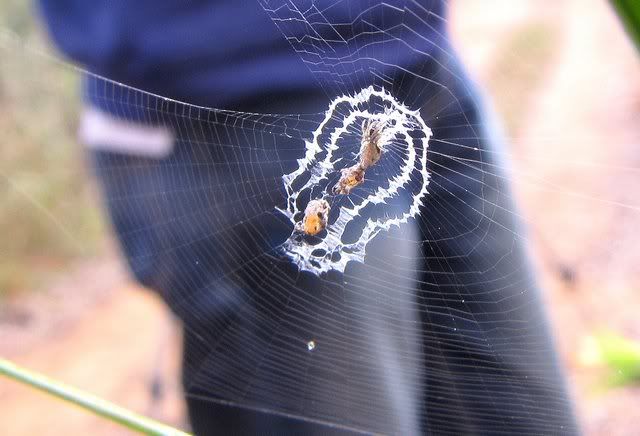 debris orb spider 181210 anand