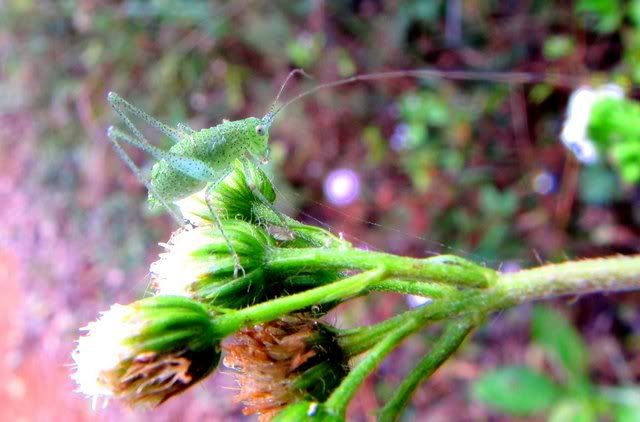 un id nymph vs 181210