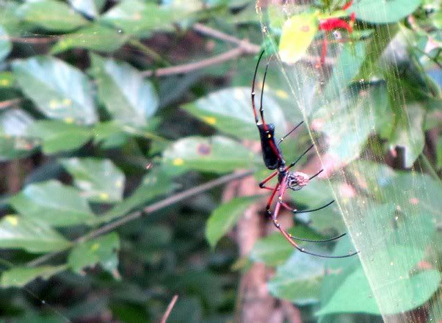 nephila maculata giant wood spider vs 181210