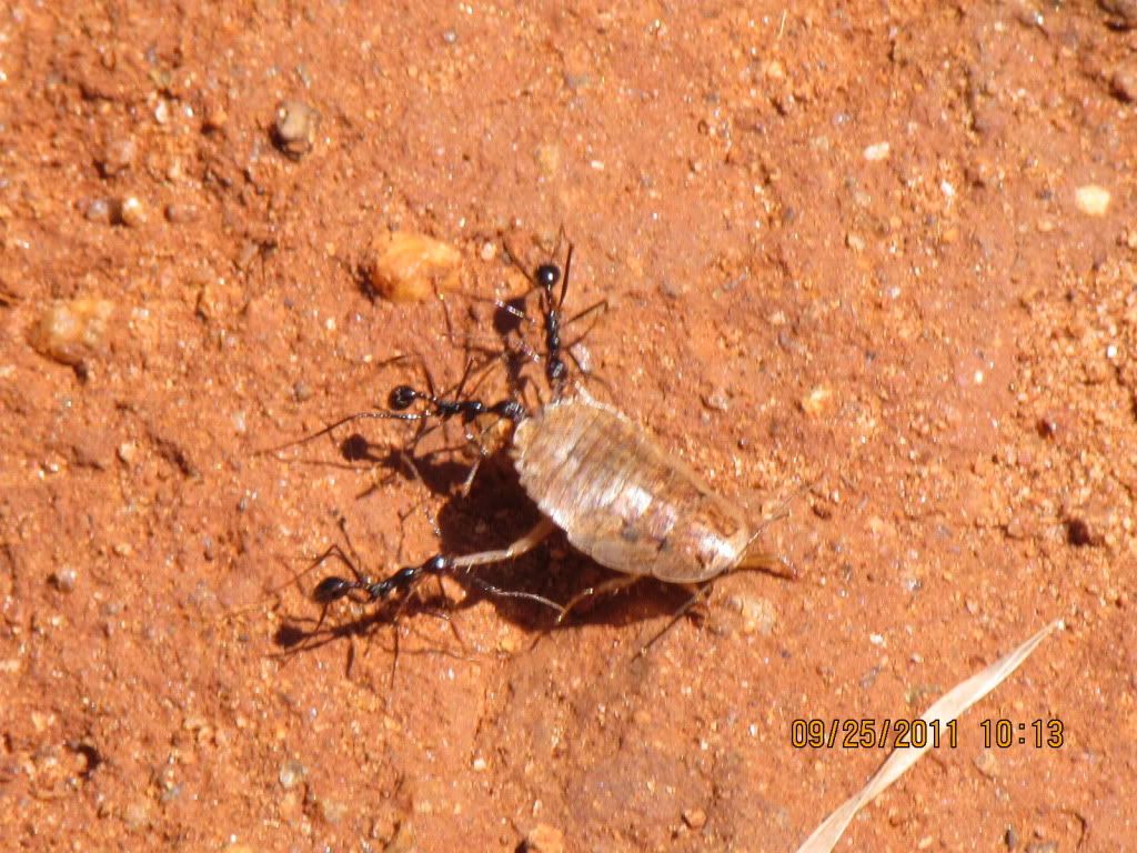 ants drgn insct trhli 250911