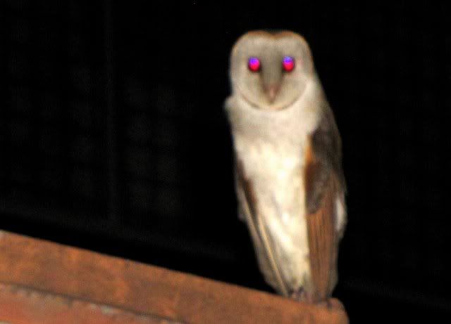 barn owl ca 221210