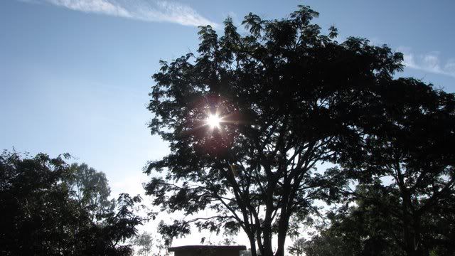 sun through tree 241210