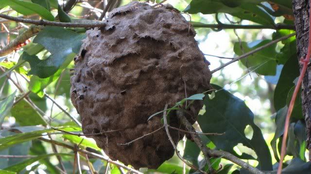 ants' nest 261210