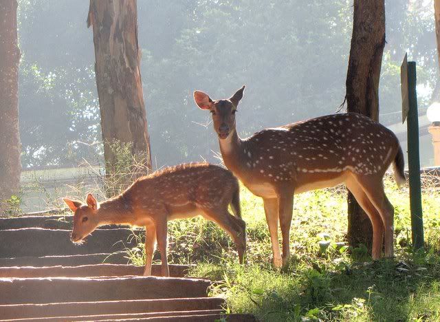 deer backlit 291210