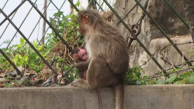 monkey baby 281210