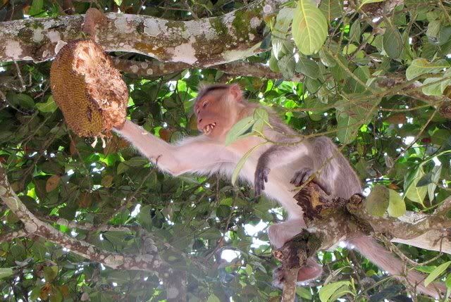 jackfruit etg 281210