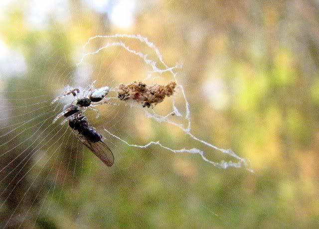 debris orb spider vs