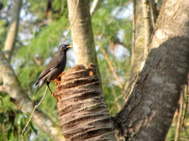 jungle mynah 080111