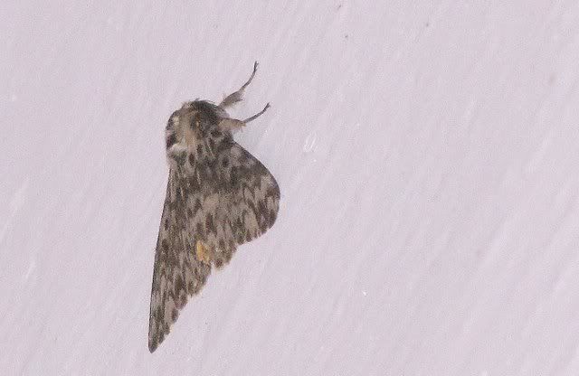 moth 080111vs