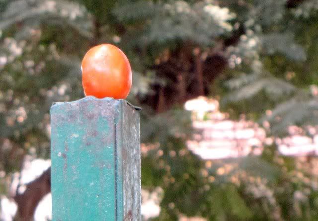 tomato on pole mini f 080111