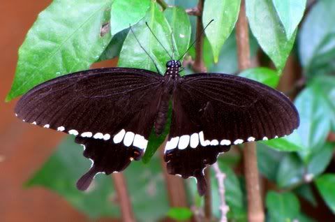 common mormon male 010311