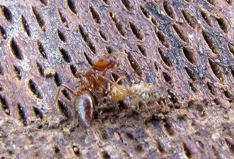 ant-termite war