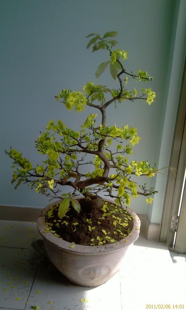 Xin hỏi cách cứu cây mai