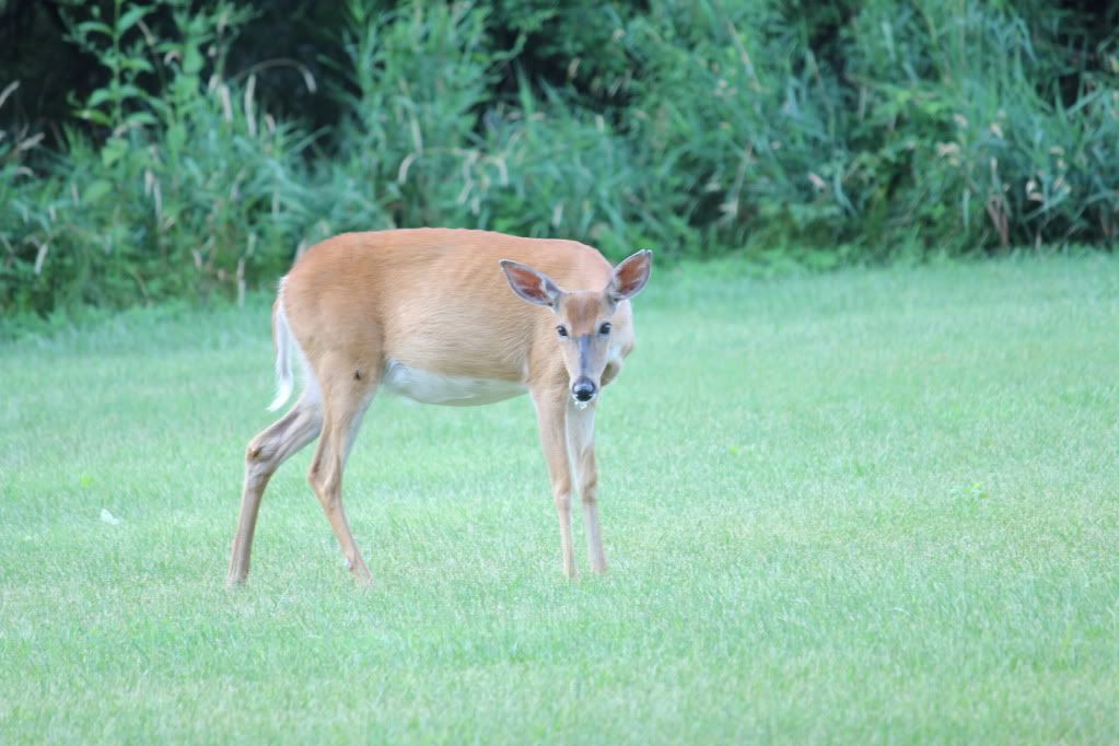 IMAGE: http://i1142.photobucket.com/albums/n605/HollywoodGT/Animals%20of%20nature/IMG_0512.jpg