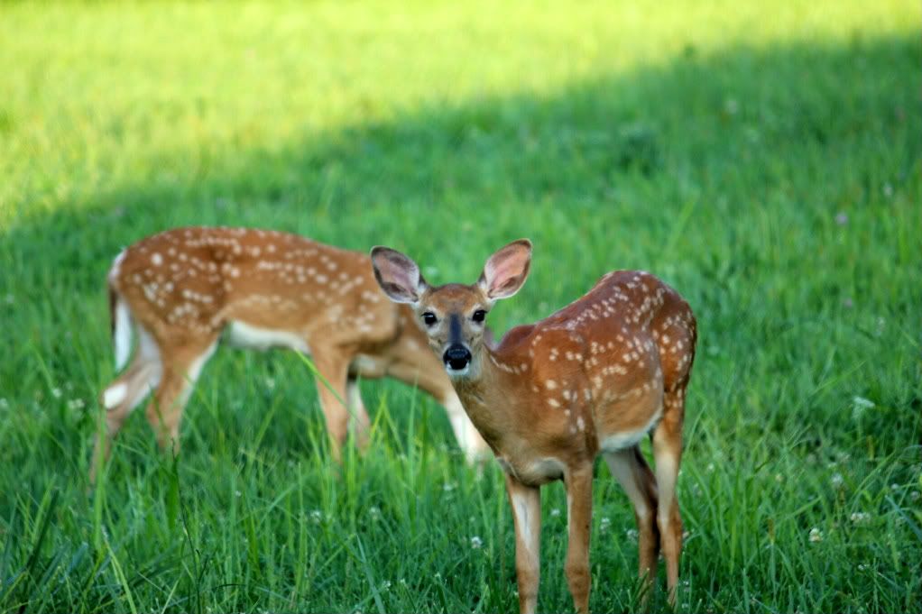 IMAGE: http://i1142.photobucket.com/albums/n605/HollywoodGT/Animals%20of%20nature/IMG_1303.jpg