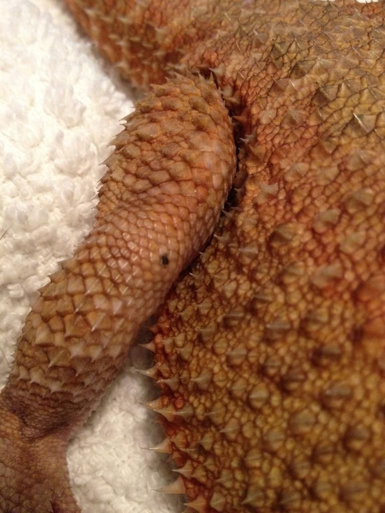 Black spots? • Bearded Dragon . org