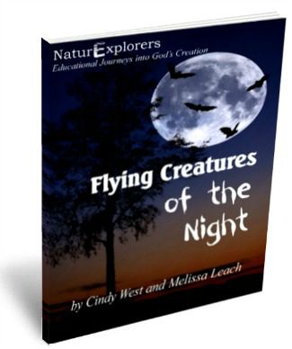 Flying-Creatures-Of-The-Night-NaturExplorers-Post-By-ASliceOfHomeschoolPie