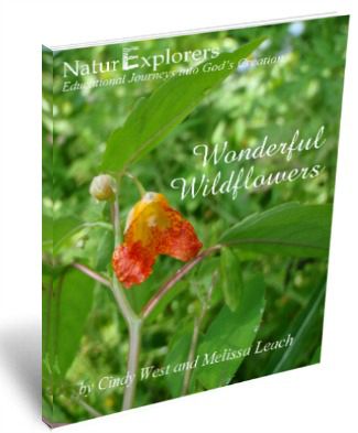 Wonderful-Wildflowers-NaturExplorers-Post-By-ASliceOfHomeschoolPie