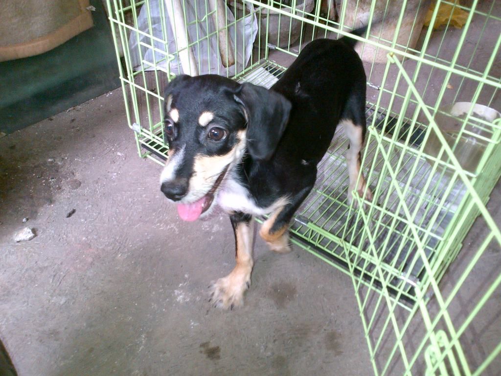 terjual jual anjing beagle 2 5 bulan warna hitam lincah terjual jual anjing beagle 2 5 bulan warna hitam lincah