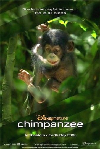 Chimpanzee2012.jpg
