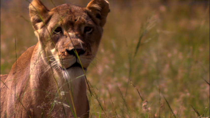 leoncap3.png