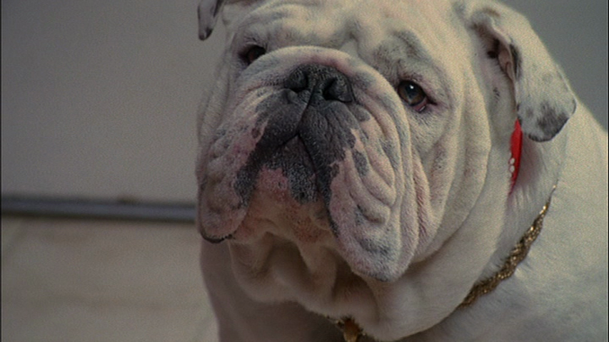 thedogcap3.png