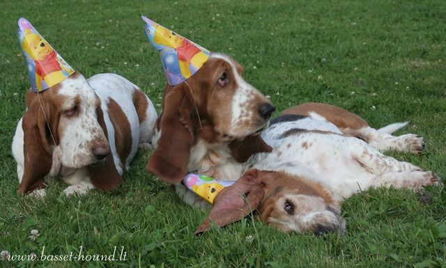 BassetHoundBirthday3.jpg