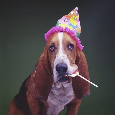 happy-birthday-basset-hound-stan-fellerm