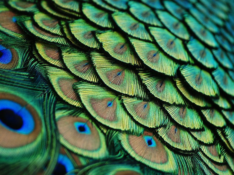 peacock-feathers-florida_56547_990x742.j