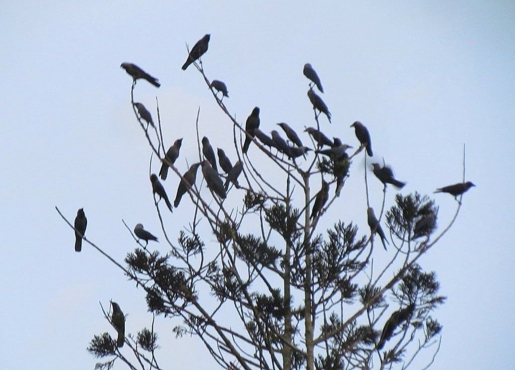 crows lb 160312