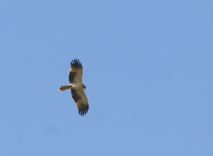 L booted eagle 291211 mnchnble
