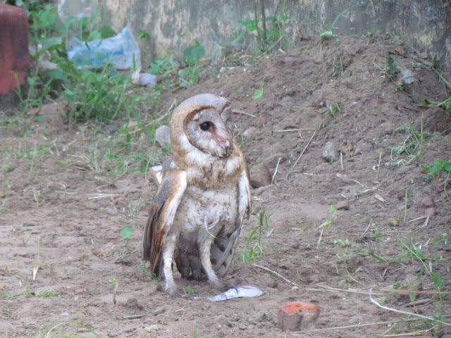 L Barn Owl sid Trkdyr 211211