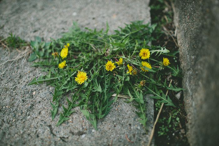 photo spring-1.jpg