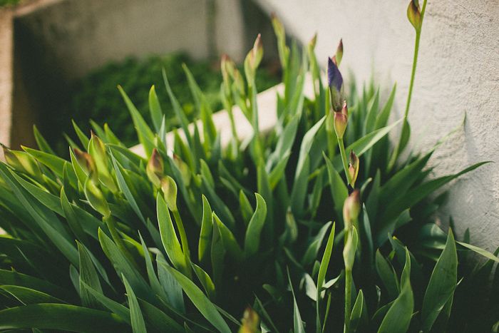 photo spring-2.jpg