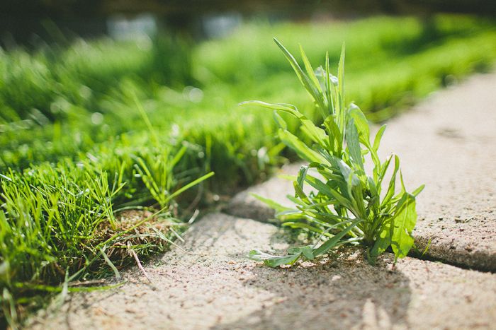 photo spring-3.jpg