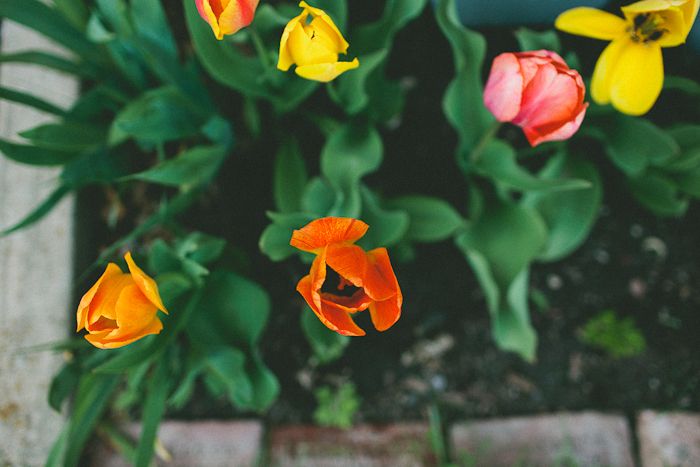 photo spring-4.jpg
