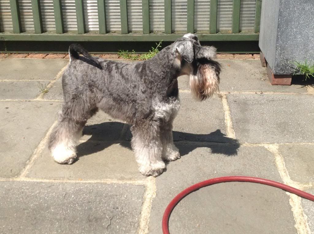 Winter coat clipping longer blade length? The Schnauzer Forum