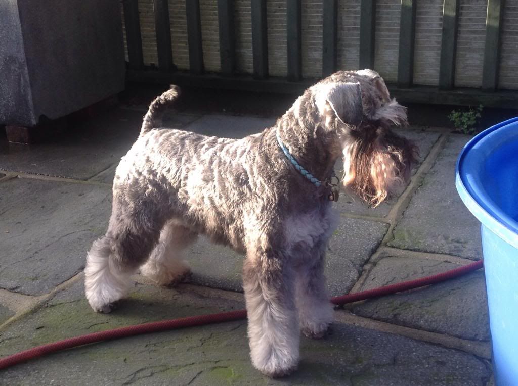 Winter coat clipping longer blade length? The Schnauzer Forum