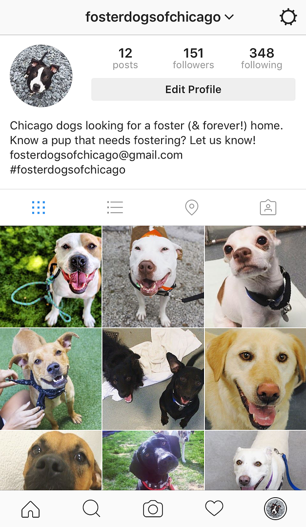 foster dogs of chicago