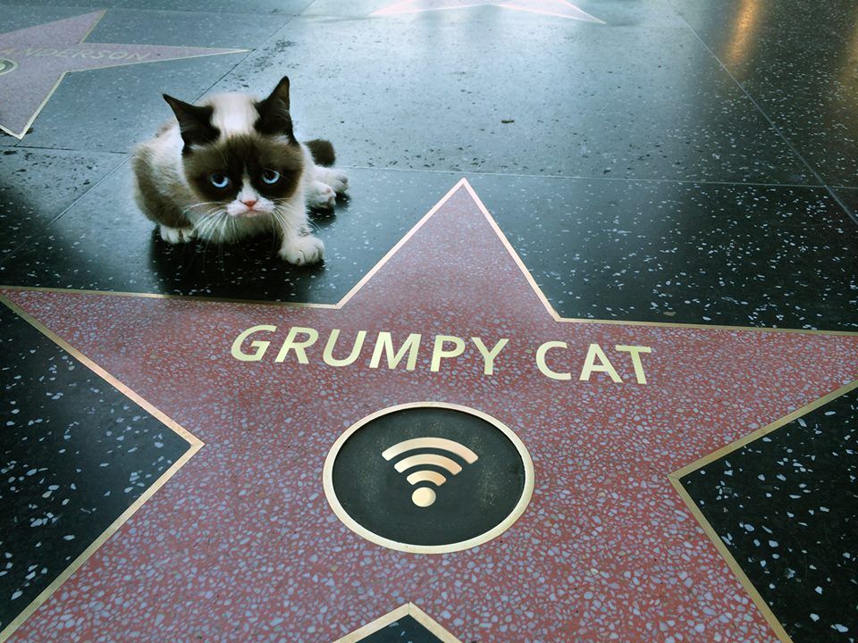 popular internet animal, grumpy cat