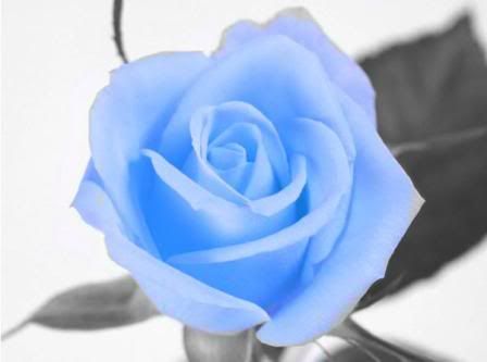 Light Blue Rose