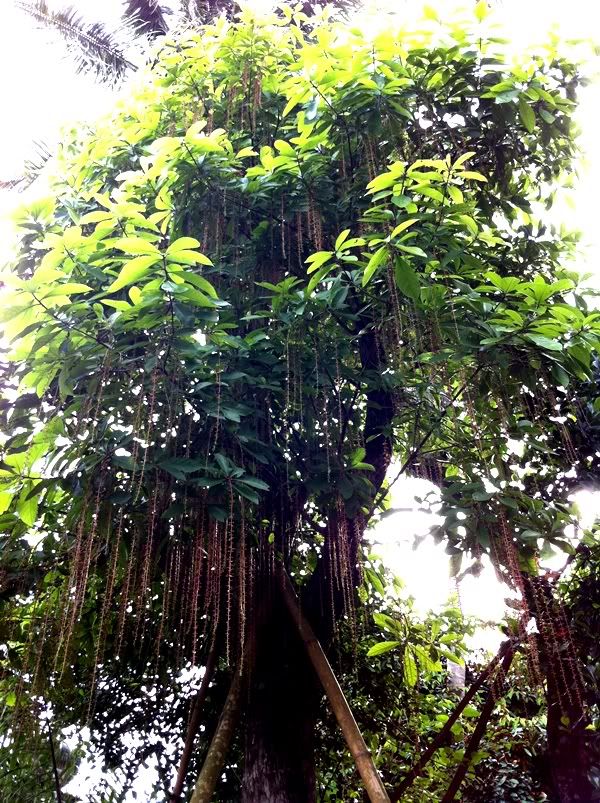 Xin định giá giúp mình cây Lộc vừng bông đỏ/ lá nhỏ