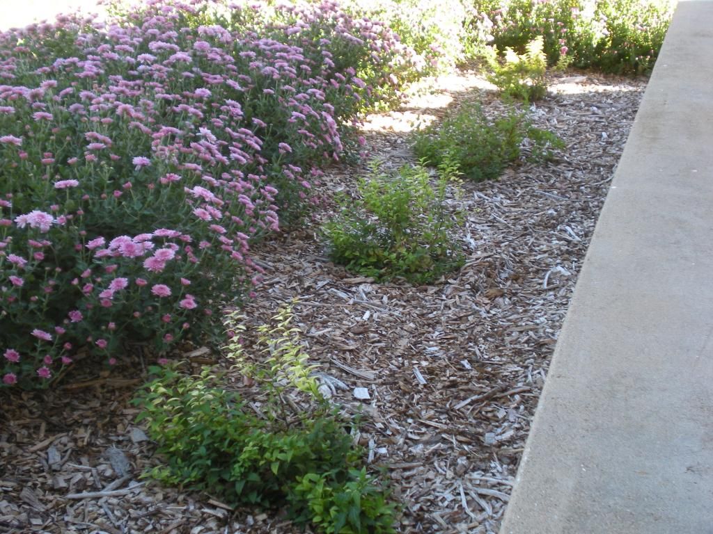 Froebelii Spireas planted April 2014 photo DSCN4200_zps22fe1d9c.jpg
