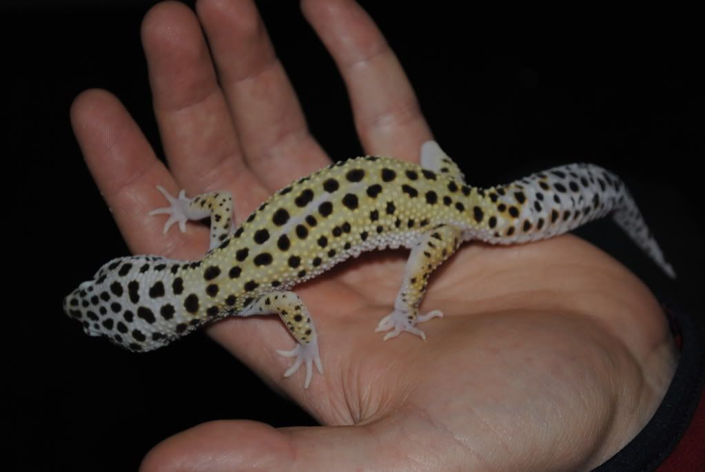 Show off your Leos Reptile Forums