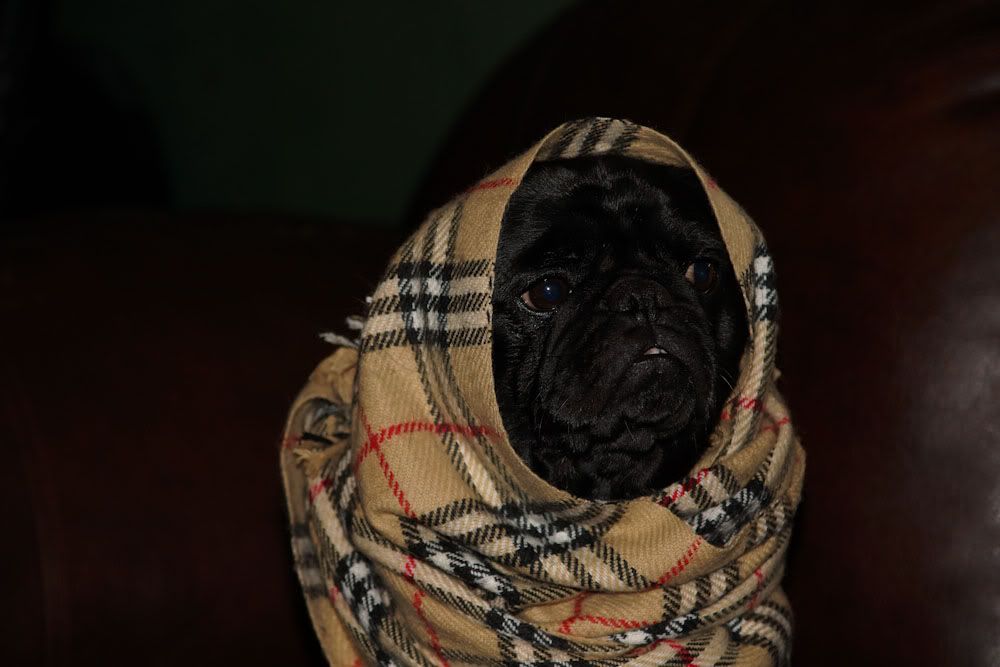burberrypug.jpg
